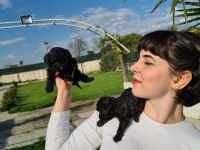 SİYAH TOY POODLE YAVRULARIMIZ