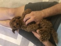 Sevimli poodle yavrumu sahiplendiriyorum