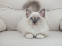 Full şecereli ragdoll yavruları