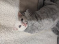 Scottish Fold Kırması