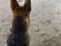 9 Aylık herşeyi tam safkan alman kurdu