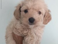 Toy Poodle Orjinal