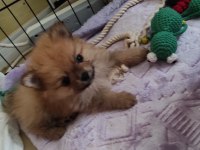 Kendi köpeğimin pomeranian bebekleri