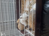 Cüce Tavşan Yavrusu
