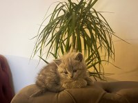 3 aylık yavru saf british shorthair