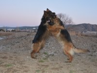 Showline alman kurdu düşük bel kızıl anne baba şecereli