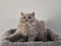 Safkan ve 5 kuşak şecereli british longhair bebekler