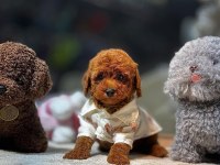 SEVİMLİ POODLE YAVRULAR
