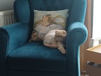 Dünya tatlısı scottish fold