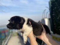 ÜST KALİTE AMERİKAN AKITA BEBEKLER
