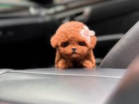 Core babadan teacup poodle bebekler
