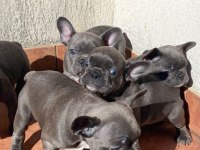BLUE FRENCH BULLDOG YAVRULARI