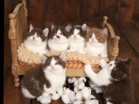 British shorthair cinnemon bi color