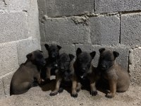 Pirana gibi malinois isteyenlere Gider