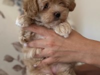 Dişi Maltipoo Yavru