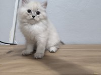 Scottish fold kedimize yuva olurmusun