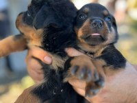 Rottweiler yavruları