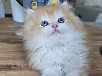 ALTIN BİBLO SAFKAN GOLDEN NY12 KEDİM