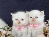 Sıfır burun exotic shorthair beyaz meleklerim