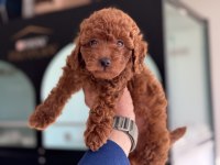 Ankaranın Seçkin Redbrown Toy Poodle Yavruları