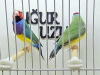 Gökkuşağı ispinozu (Gouldian Finch) mevcuttur