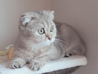 Scottish Fold Golden Dişi
