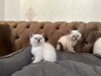 A+ Kalite British Shorthair Yavrumuz Yeni Ailesini Bekliyor
