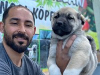 Boz aslan köpeğimiz
