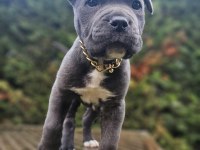En iyisi yine bizde mükemmel cane corso yavrular