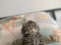 Erkek Muhteşem Black Silver İran Kedisi Güzellik