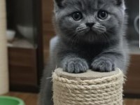 British Shorthair Minnoşum
