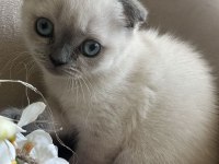 EŞSİZ GÜZELLİĞİ İLE IRK GARANTİLİ SCOTTİSH KEDİMİZ