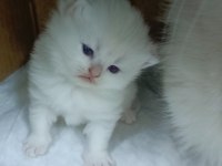 Safkan Minik Kediler