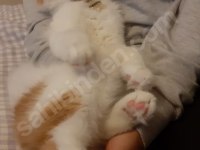balküpü kedime acilen ömürlük bir yuva arıyorum