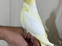 44 GÜNLÜK UYSAL LUTİNO BEBEK SULTAN PAPAĞANI