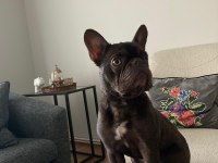 MİCRO FRENCH BULLDOG