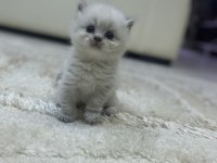 Mavi gözlü yavru british longhair