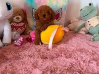 Toy Poodle Yavrularımız