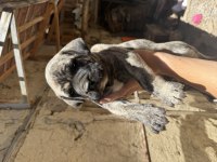 A Class Presa Canario Yavrular