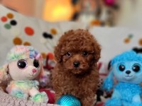 Şecereli Mini Boy Kore Toy Poodle Yavrularımız