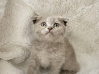 Mükemmel huylu scottish fold yavrumuz