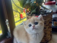 Saf Kan Golden British Shorthair Yavrular (Wcf kayıtlı)