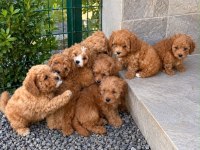 Kore Kan Toypoodle 