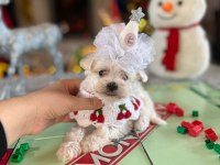 Koreden Gelen Güzeller Güzeli Mikro Boy Maltese Kızım