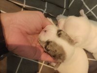 6 ayrı renk çeşitlerinde french bulldog kardeşler