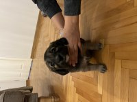 5 adet yavru köpeğimizi sahiplendiriyoruz