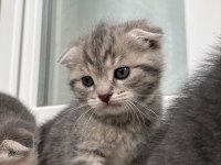 Scottish fold bebekler