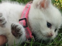 Full şecereli british shorthair ny 1133 dişi erkek yavru