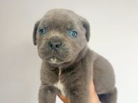 Mastiff dev bebekler