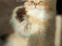 British longhair Golden